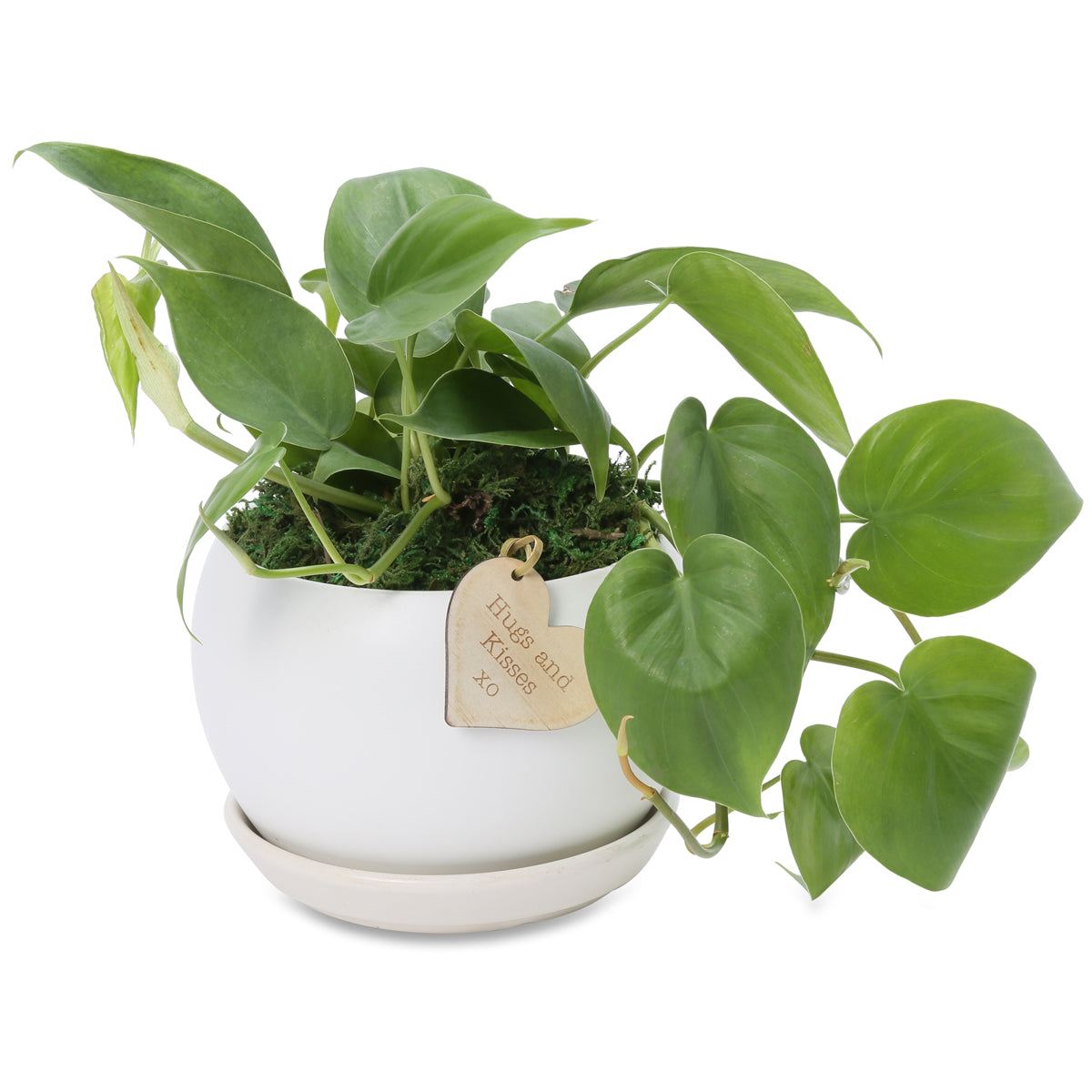Heart Leaf Philodendron buddha Bowl