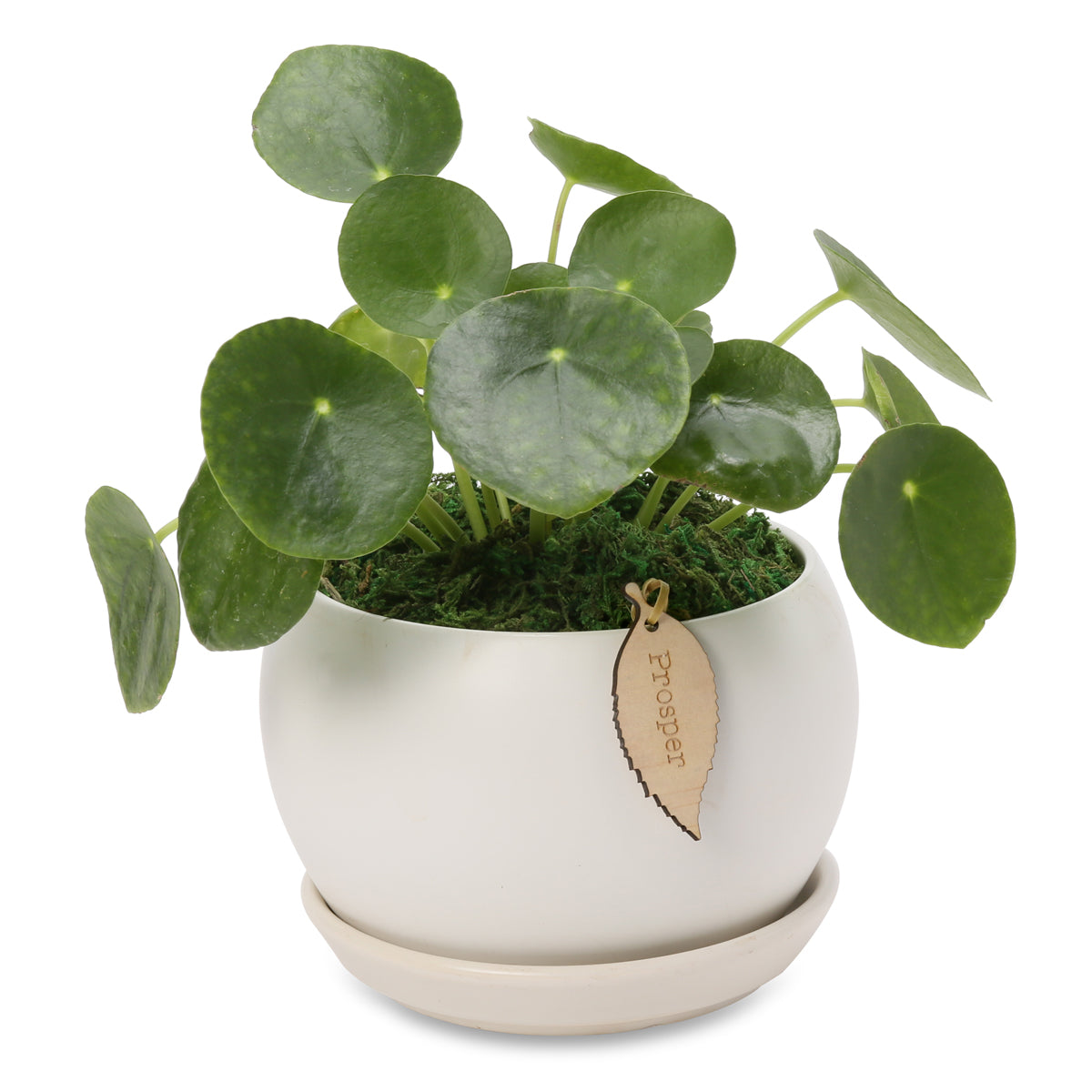 pilea peperomiodes Buddha bowl