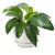 Philodendron birkin buddha bowl