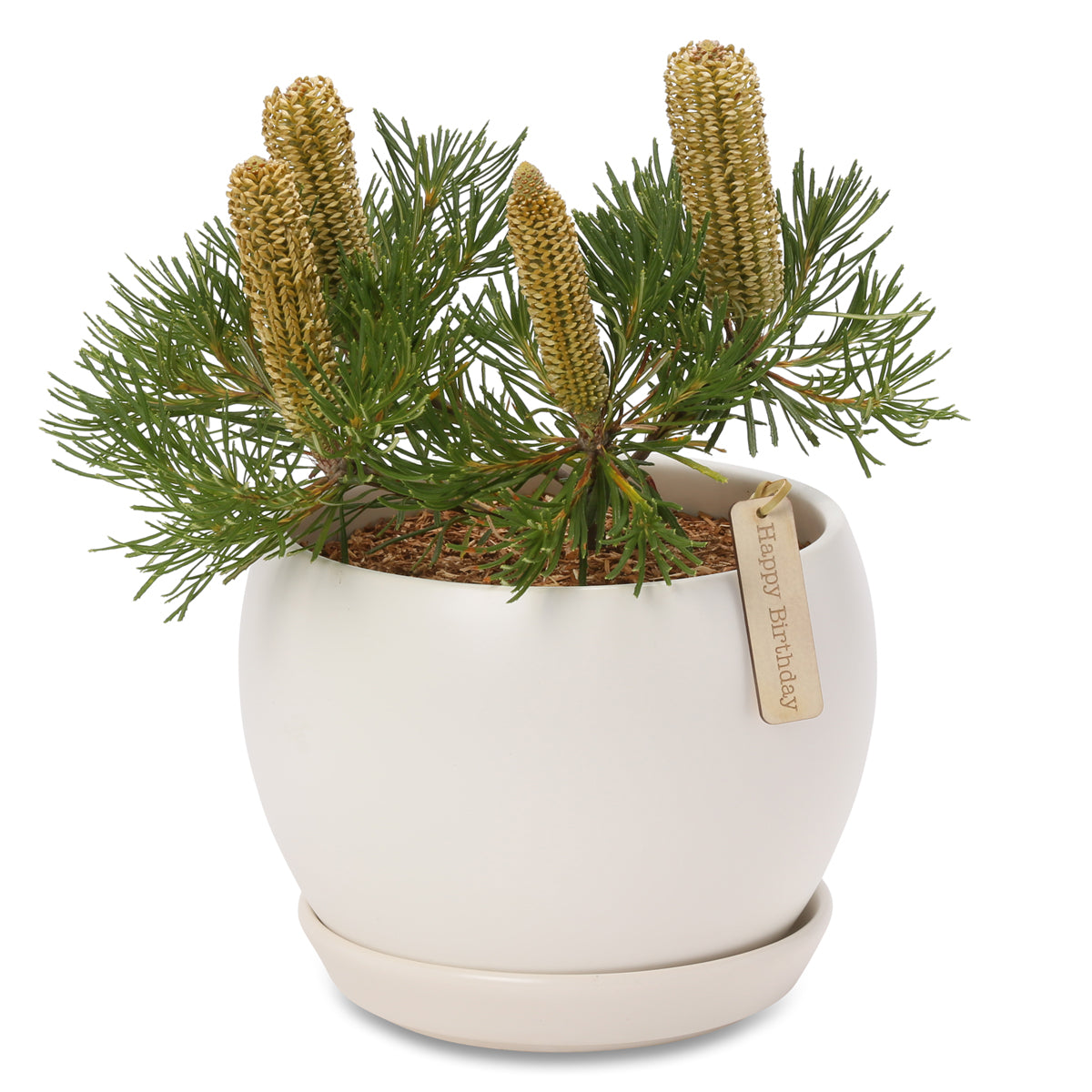 Banksia Birthday Candles globe bowl