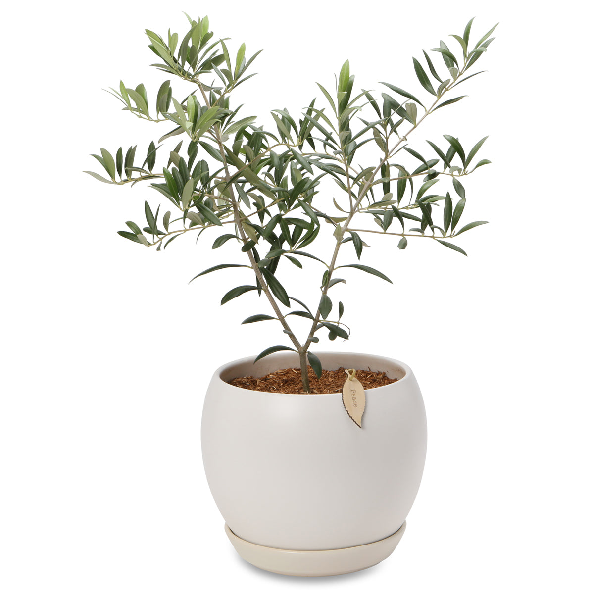 Potted Olive Peace trees