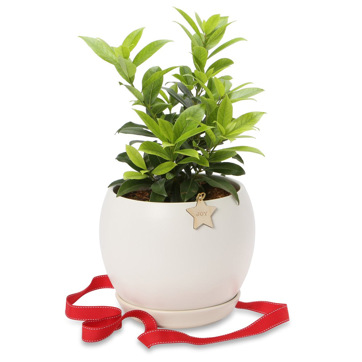 Potted Christmas Bay laurel trees