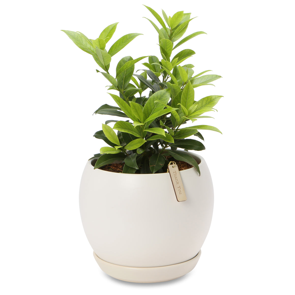 Potted Aromatic Bay laurel trees