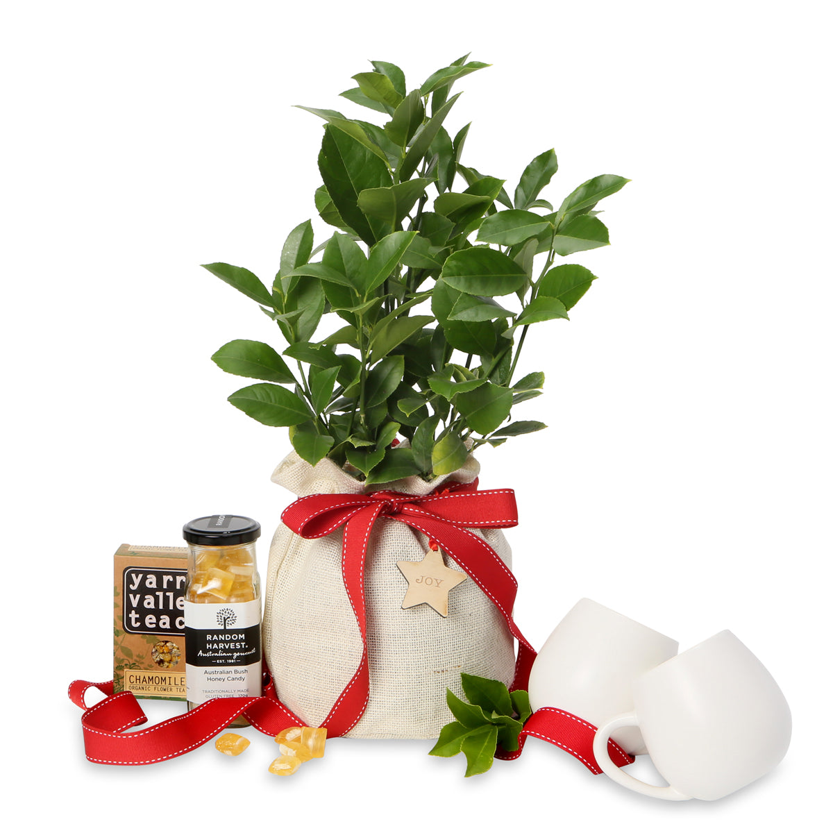 Christmas dwarf luscious lemon tea hamper