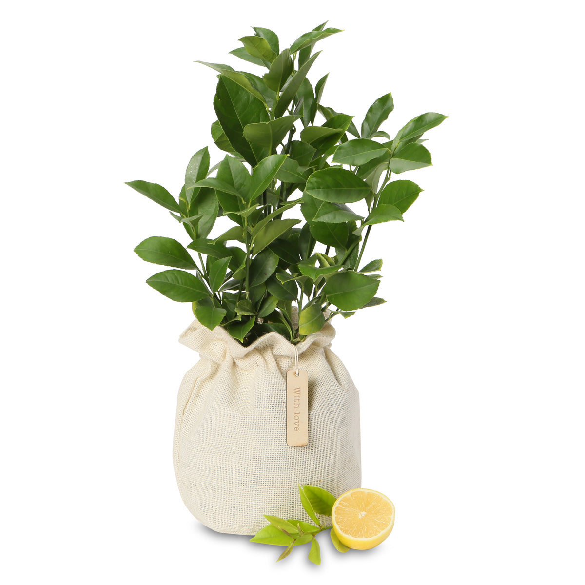 Sweet and Juicy Tahitian Lime tree gift