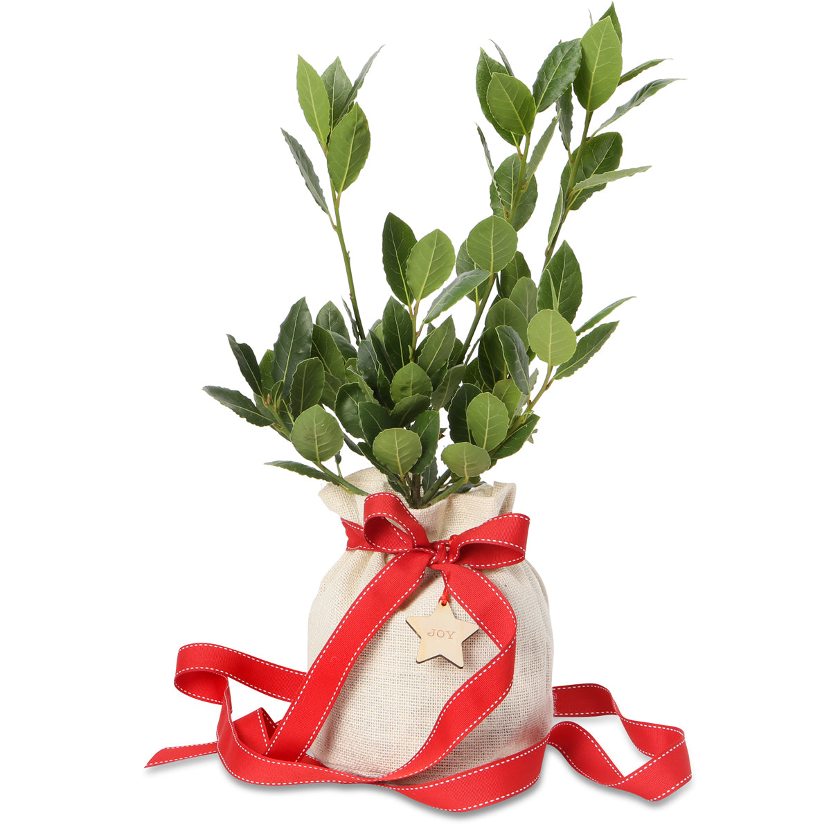 bay laurel christmas gift tree