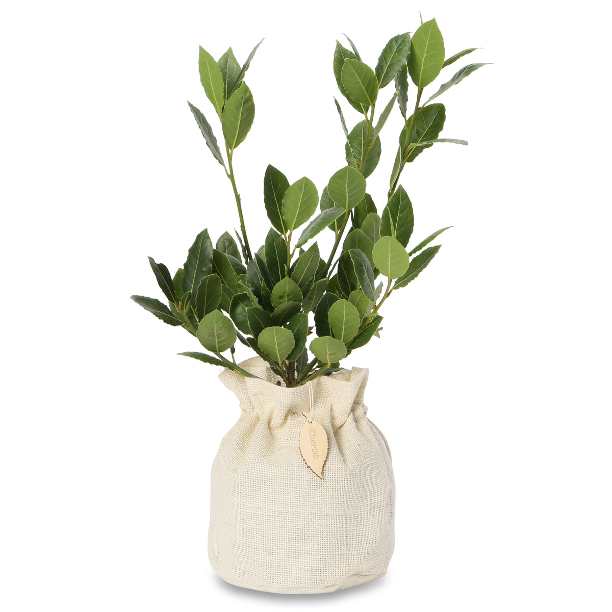 bay laurel gift tree