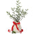 Christmas olive gift tree