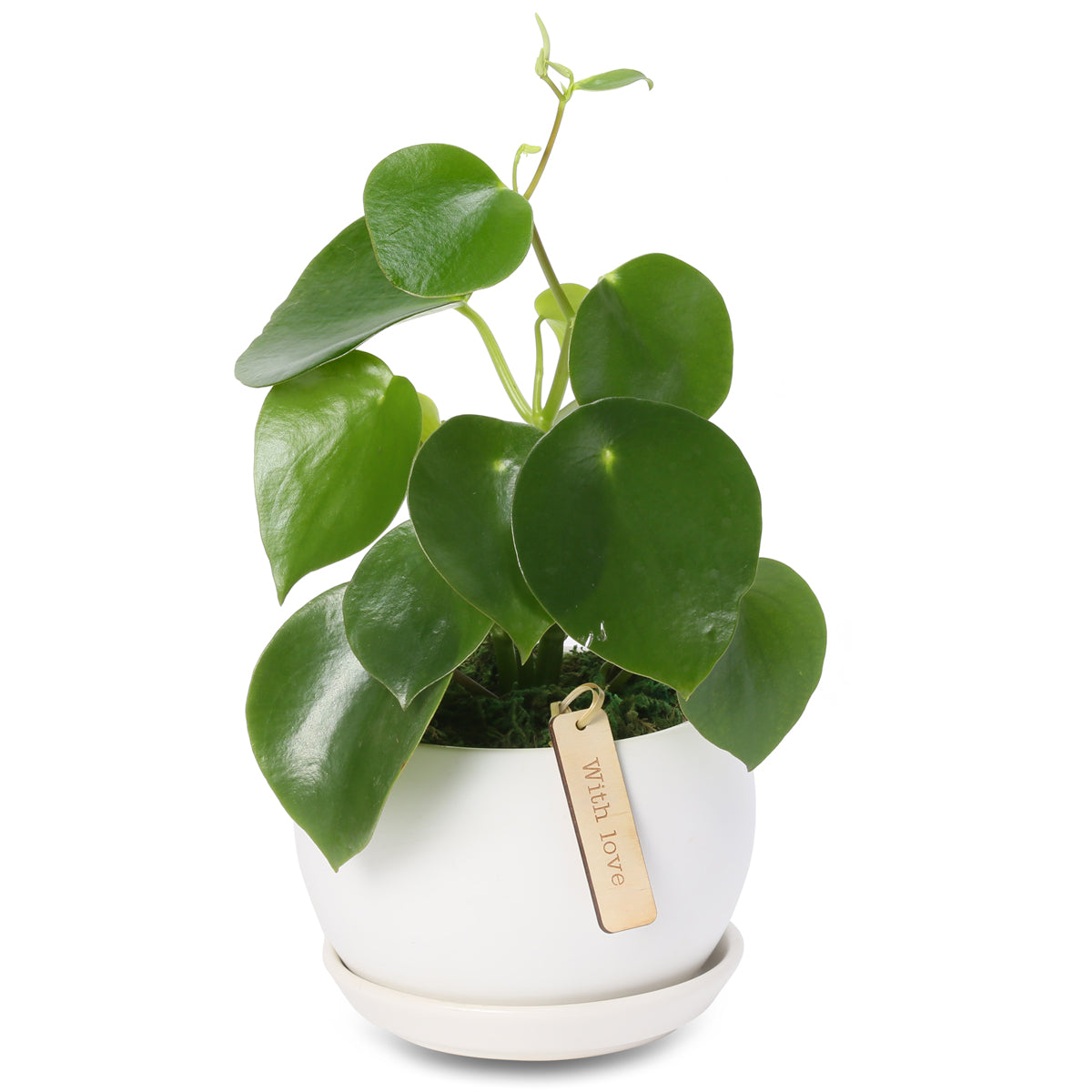 Raindrop peperomia Buddha Bowl