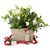 fragrant gardenia christmas planter