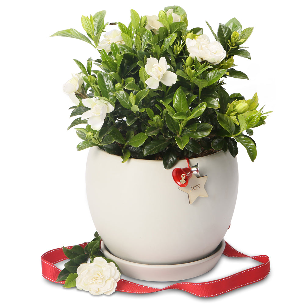 fragrant gardenia christmas orb bowl