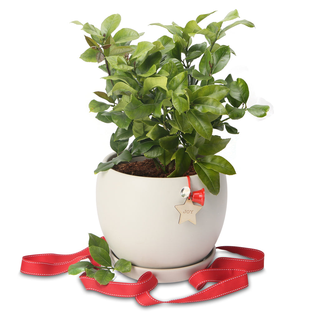 Potted Christmas Luscious Lemon tree