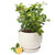Luscious lemonicious Lemon tree Orb Bowl