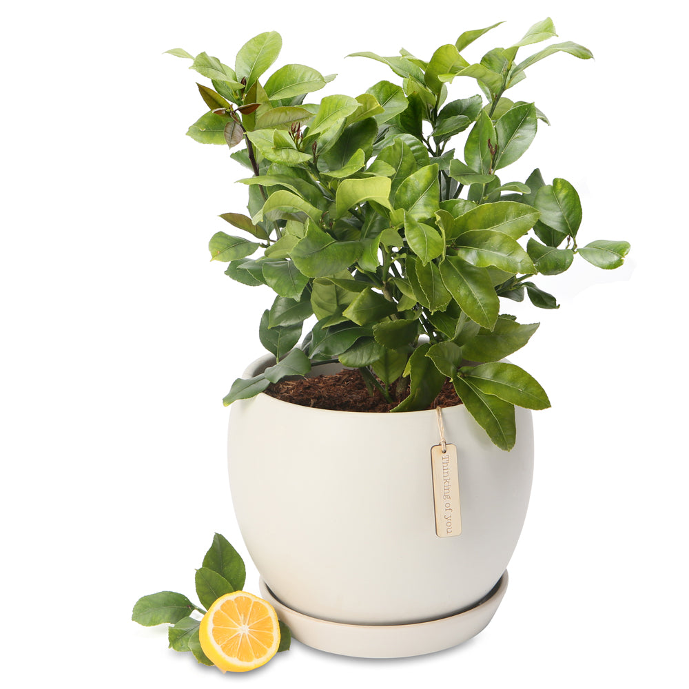 Potted Luscious Lemon Trees