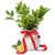 Christmas sweet and juicy Tahitian Lime tree gift