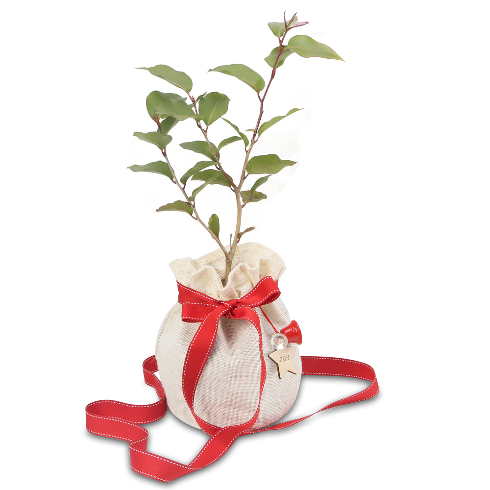 Christmas native gift tree