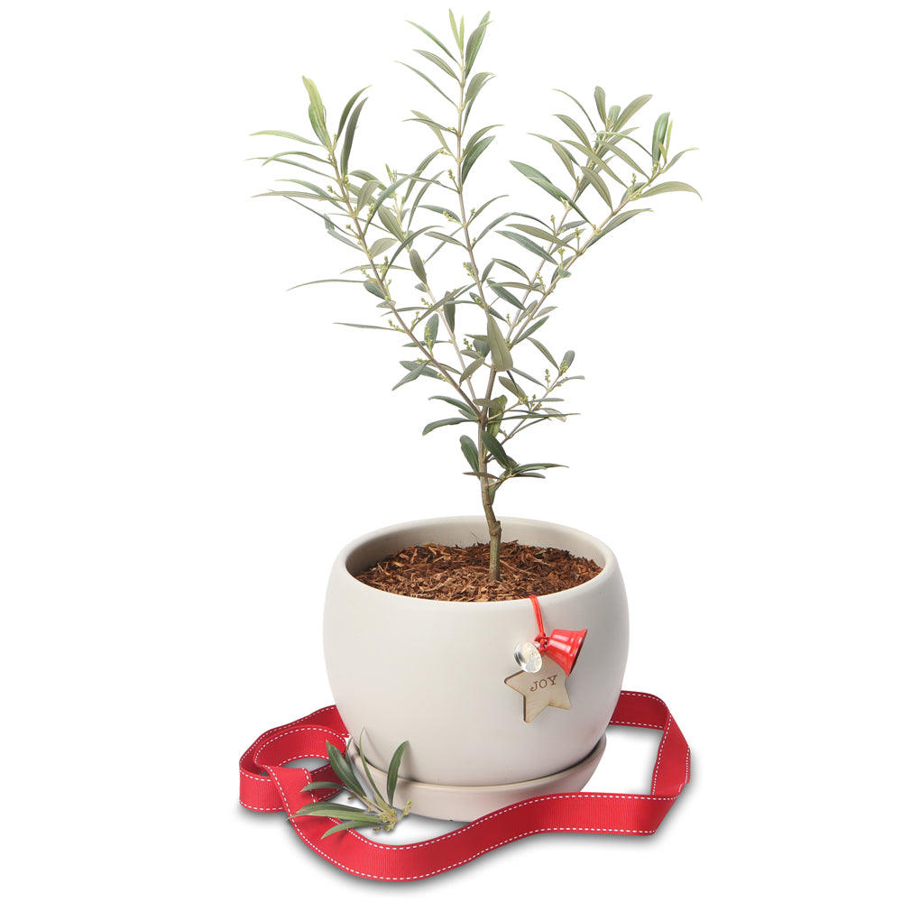 Potted Olive Christmas trees