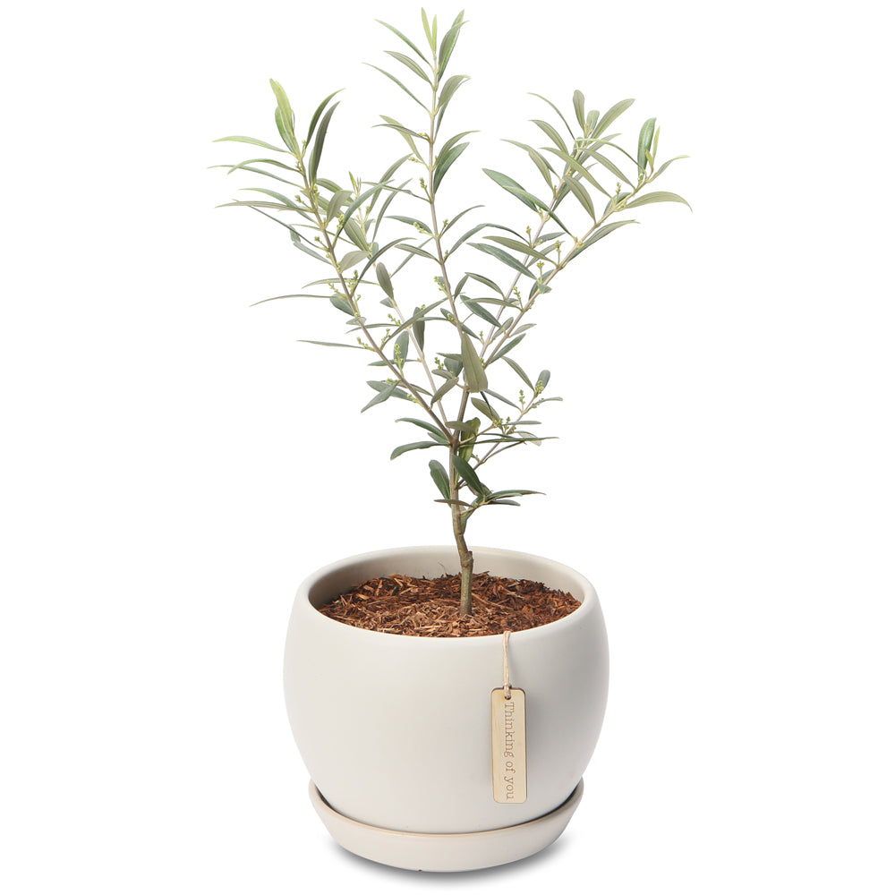 Potted Olive Peace trees