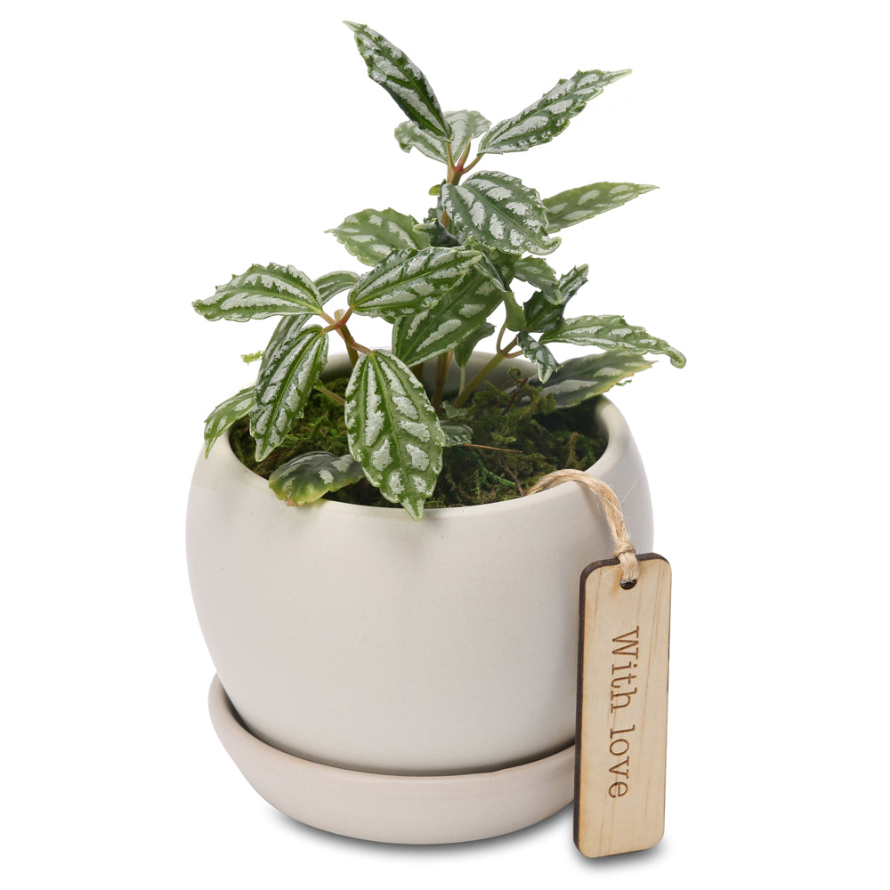 woodlands mini planter